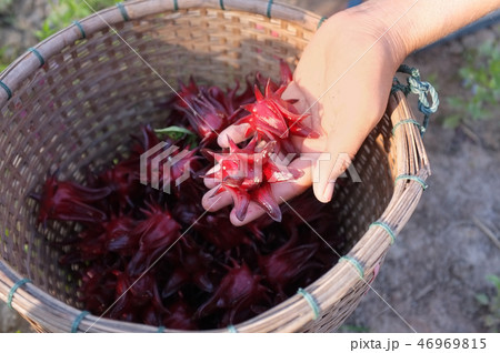 Roselle or hibiscus flowers Roselle or hibiscus flowers 46969815