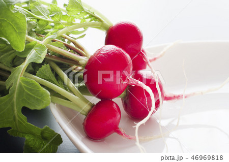 二十日大根 46969818