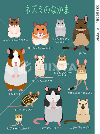 ネズミの仲間 ペット 一覧のイラスト素材