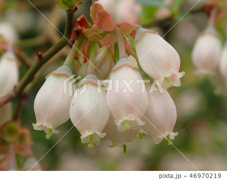 ブルーベリーの花 46970219