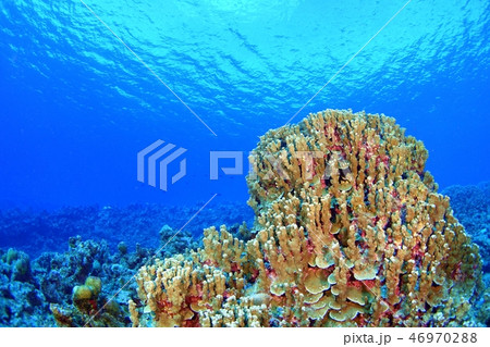 青い海の珊瑚の山 青い海の珊瑚の山 46970288