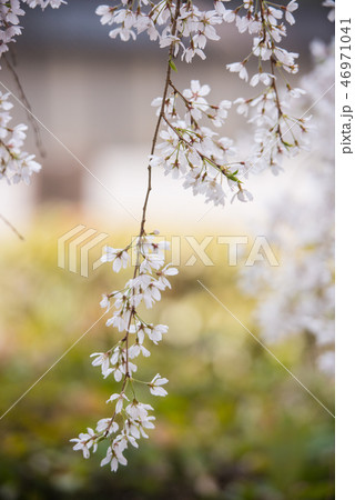 京都御苑のしだれ桜 京都御苑のしだれ桜 46971041