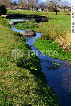 熊本市　水前寺江津湖公園　小春日和の昼下がり 46971148