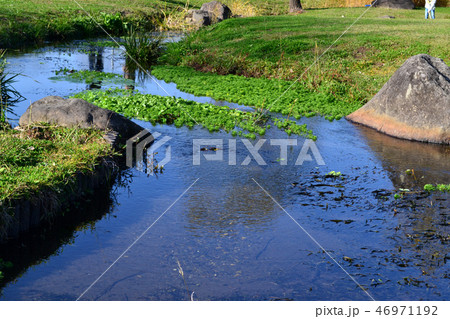 熊本市　水前寺江津湖公園　小春日和の昼下がり 46971192