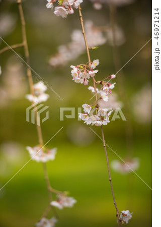 京都御苑のしだれ桜 46971214