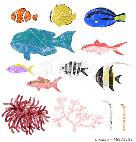 海の生き物 熱帯のイラスト素材
