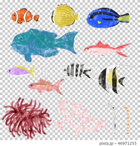 海の生き物　熱帯 46971255