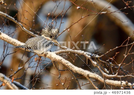 冬のヤマセミ 46971436