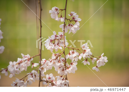 京都御苑のしだれ桜 46971447