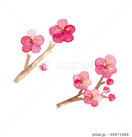 梅 水彩イラストのイラスト素材