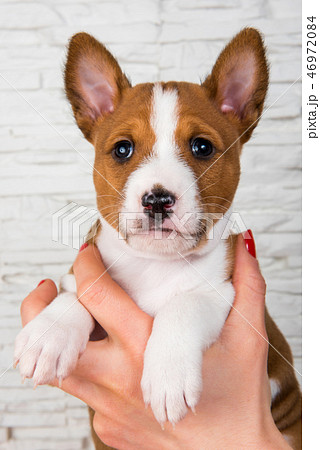 Funny Basenji puppy dog on the hands of the owner 46972084