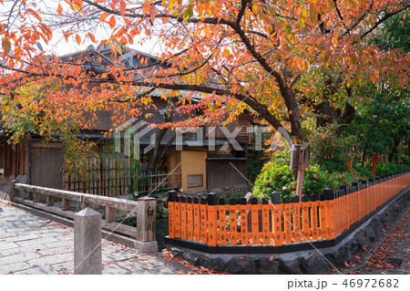 京都　祇園白川の桜紅葉 46972682