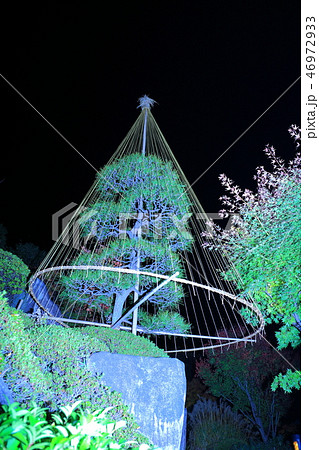 目白庭園 ライトアップ 2018 46972933