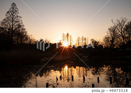 冬の夕暮れの善福寺公園（下の池） 46973318