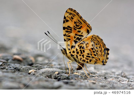 蝶 チョウ 蝴蝶 46974516