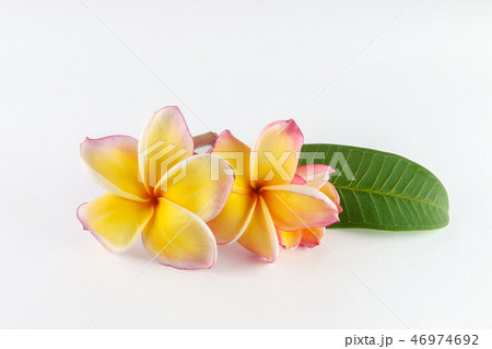 frangipani flower isolated on white background frangipani flower isolated on white background 46974692