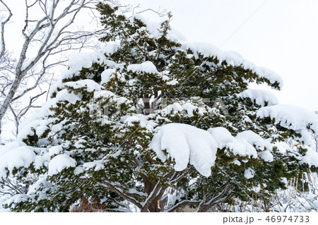 積雪のある植込み 積雪のある植込み 46974733
