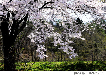 春の印象 ふれあいパーク喜多の郷八方池周囲の桜 春の印象 ふれあいパーク喜多の郷八方池周囲の桜 46975233