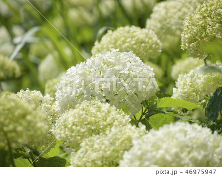 紫陽花 アナベル 紫陽花 アナベル 46975947