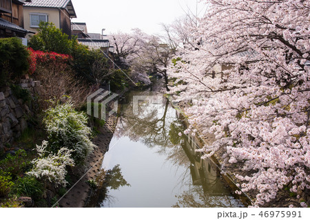 近江八幡 八幡堀の桜 近江八幡 八幡堀の桜 46975991