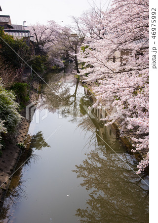 近江八幡 八幡堀の桜 近江八幡 八幡堀の桜 46975992