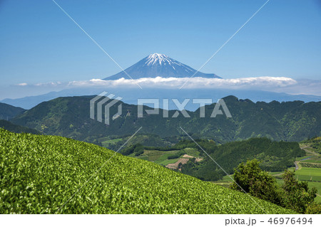 富士山と新緑の茶畑 46976494