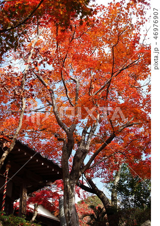 西江寺の紅葉 46976907