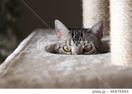 キャットタワー 顔を出す猫 キャットタワー 顔を出す猫 46976993
