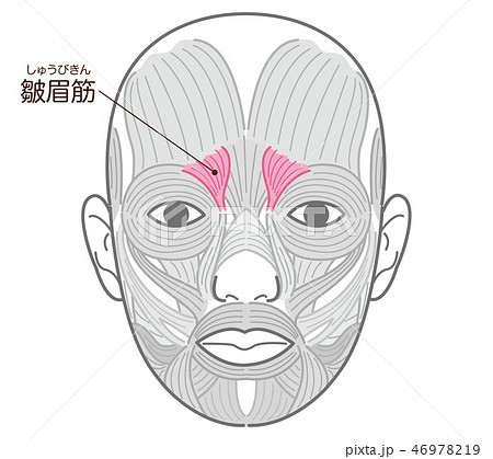 皺眉筋（しゅうびきん） 46978219