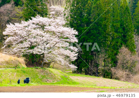 農村の一本桜 農村の一本桜 46979135