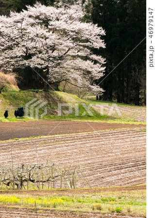 農村の一本桜 農村の一本桜 46979147