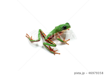 トラジマネコメガエル トラジマネコメガエル 46979358
