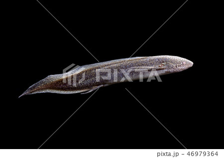 ハイギョ 46979364