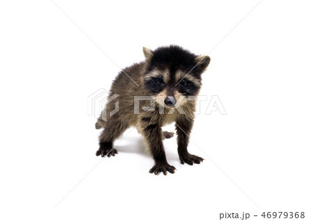 アライグマの子供 46979368