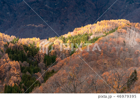 晩秋の陽差し 46979395