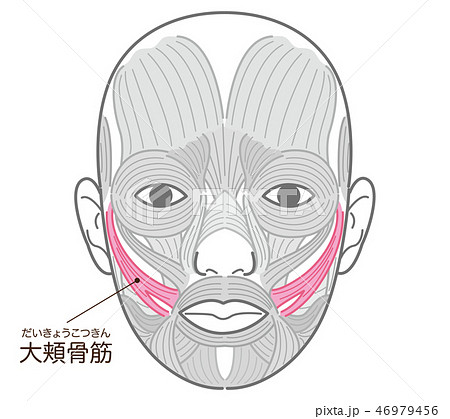 大頬骨筋(だいきょうこつきん) 大頬骨筋(だいきょうこつきん) 46979456