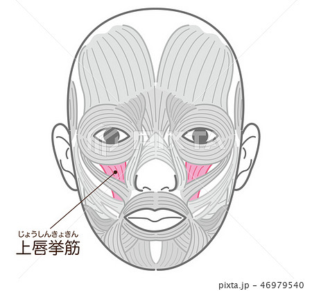 上唇挙筋 じょうしんきょきん のイラスト素材
