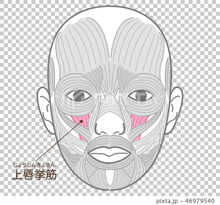 上唇挙筋(じょうしんきょきん) 上唇挙筋(じょうしんきょきん) 46979540