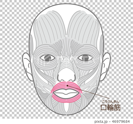 Orchial muscle (korinkin) 46979684