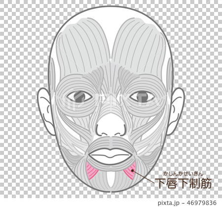 下唇下制筋(かしんかせいきん) 下唇下制筋(かしんかせいきん) 46979836