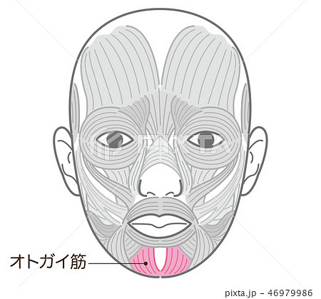 オトガイ筋 46979986