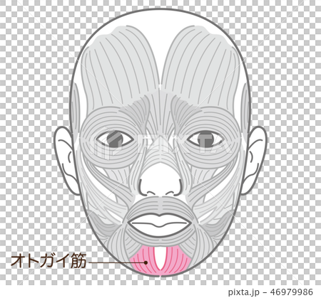 オトガイ筋のイラスト素材 [46979986] PIXTA