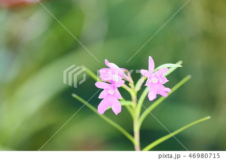 洋ラン エピデンドラムの花 洋ラン エピデンドラムの花 46980715