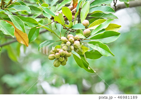 オガタマノキの実 46981189