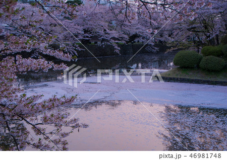 山形県米沢市米沢城址(松が岬公園）の桜 46981748