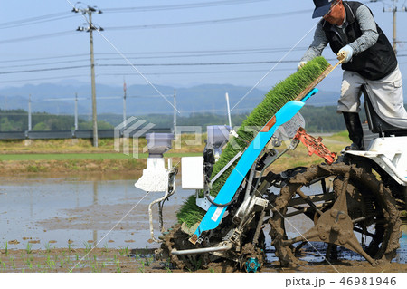 田植え機で田植えをする男性 イメージ 田植え機で田植えをする男性 イメージ 46981946