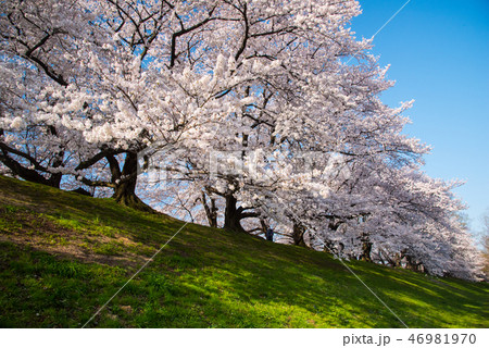 淀川河川敷公園 背割堤の桜 46981970