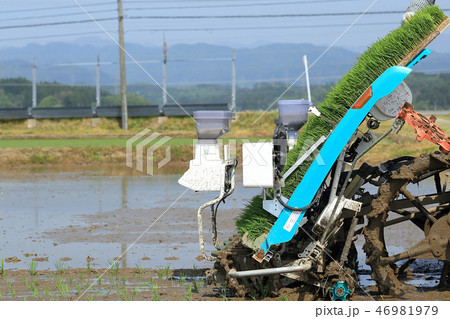 田植えの苗 イメージ 田植えの苗 イメージ 46981979