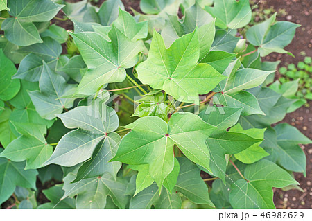 ワワタの葉 46982629