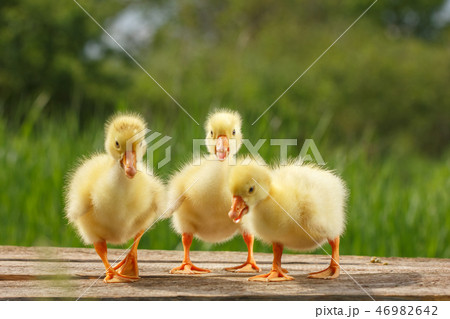 yellow little duck geese on natural green  46982642